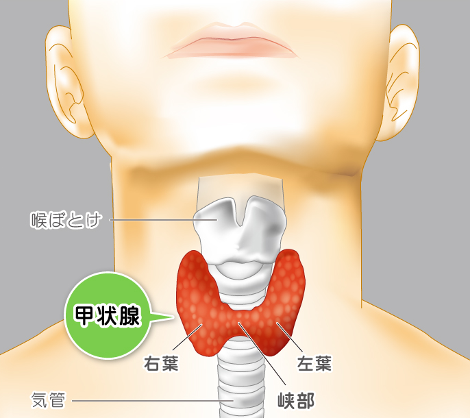 甲状腺の位置
